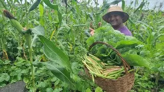 CUIDANDO DA HORTA E COLHENDO E ALIMENTANDO AS GALINHAS NO SÍTIO