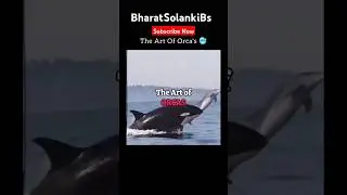 The Art of Orcas @BharatSolankiBs