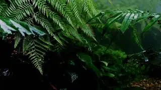 Rain Sounds For sleeping / Meditation | Calm, relax, Soothing sounds #rainsounds #sleep #meditation 