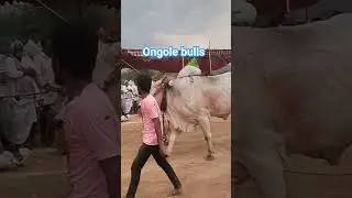 ongole jathi gittalu power full gittalu #shorts