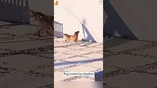 Dog scared by shadow #funny #dog #funnydog #foryou