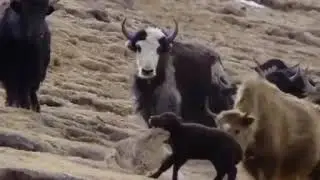 Wild Animal Hunting - Snow Leopard Attack Yak And Fail -