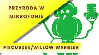 Piecuszek - śpiew (Phylloscopus trochilus / willow warbler)