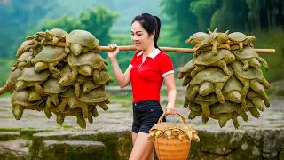The Slowest Walking Animals in the World - Harvesting Stream Softshell Turtles & Go to Market Sell