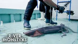 Even Jeremy Wade Is Scared Of The Humboldt Squid | River Monsters