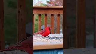 Northern Cardinal's Stunning Color