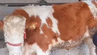 Xonadonda novos boqish tajribali chorvador bilan suxbat