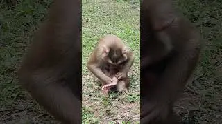#primatelove #newbornbaby #primate