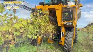 Gregoire Grape Harvester working in Canada | GM7.4 Grape Harvester | Harvesting Syrah Grapes