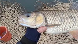 Februári Fenevadak! Domolykó Amnesztia 2. Vadvízi kalandok! Amazing FHD