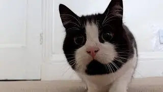 Cat Butt Wiggle Compilation Video