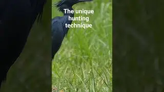 The unique hunting technique of black heron