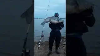 Big Fish Caught off of bank