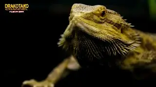 TOP 10 REPTILES MAS RAPIDOS DEL MUNDO