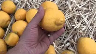 Cutting Open an Organic Lisbon Lemon Fresh from the Tree