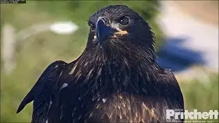 SWFL Eagles ~ Beautiful Moments & Closeups With E11 3.23.18