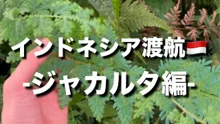 インドネシアにジメジメ系植物を見に行こう！ジャカルタ編