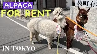 Tokyo cutest animal cafe and alpaca rental shop