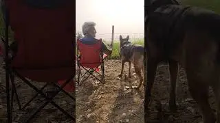 Life with My Furry Friend 🐕✨ #shortvideo