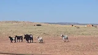 #farming #homesteading #farmlife #countrygirl #northernaz #goatsfarm #goat Westernoutlawzkennels.com