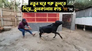 নতুন সেডে গরু তুলতে গিয়ে,,তুলকালাম কান্ড 🐂🐄