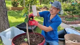 Cách trộn đất và trồng cây tắc vô chậu
