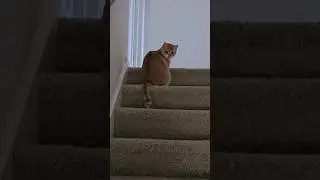Epic YEET by Cat #yeet #epic #cat