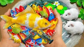 Catch beautiful aquarium fish in small pond baby turtles, eel, frog, ranchu fish, koi, nemo fish.