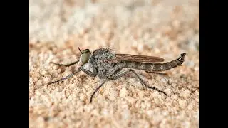 Mosca asesina. Familia Asilidae