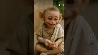 small monkey birthday reo