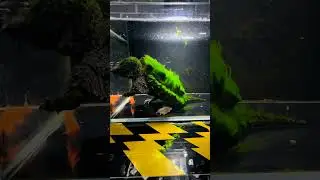 Alligator snapping turtle hunting &mdash;showcasing its unique predatory technique#AlligatorSnappingTurtle