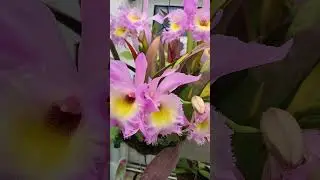 Orchidées en Algarve : brassocattleya tokyo 17 6 2025