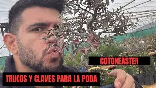 Poda y Pinzado del Cotoneaster: Guía Completa para Bonsáis