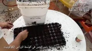 زراعة بذور الخس من الألف الى الياء  Growing lettuce seeds from A to Z