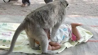 Monkey and human baby -  Sok really loves human baby and care all babies