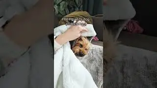 Problem no.4. She disappears! #funny #relatablecontent #dogs @ILLIT_official