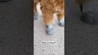 What are those dog shoes!?! Use 'CHIFFON15' to save at Rifrufqueens #dog #shorts #dogshoes