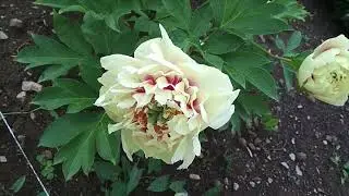 multilayered peonies 🌺🌺🌺 pink flowers 🌸🌸🌸, magic многослойные розовые пионы редкие сорта