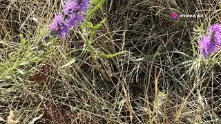 Discover the Magic of Fairy Hill Trail