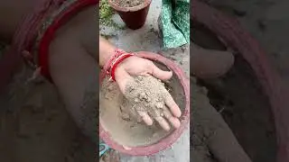 how to shift euphorbia milii ☘️#cactus #longvideo