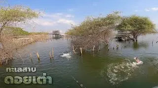ล่า❗ปลากินเนื้อ ในคอกวัว 🐮 Ab-Fishing