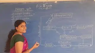 Nitrogen cycle (B.sc 3rd year)