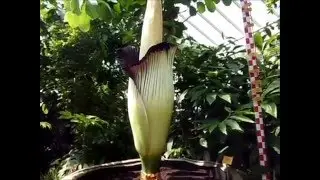 Amorphophallus titanum (Titan arum)