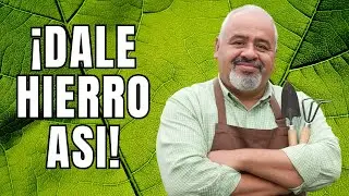 &iquest;Como curar la Clorosis del Jazm&iacute;n del Cabo?