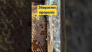 ✅Прополіс - частина доходу пасіки #beekeeping #ukraine #бджільництво #украина #прополіс