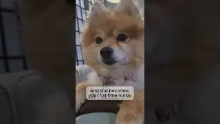 Your dog takes &ldquo;nurse mode&rdquo; VERY seriously 🐶😷