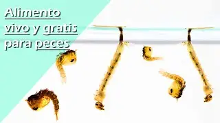 12.🐛- Alimento vivo y gratis para nuestros peces