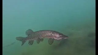 Dosthill Quarry dive, June 27th 2025
