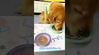 Picky Eater? Cure It with these Pet-Friendly Tricks! #PetCareScience #FeedingFrenzyDog...