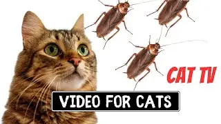 CAT GAMES - Cockroach Hunting Catching Cockroach Mew Mew TV